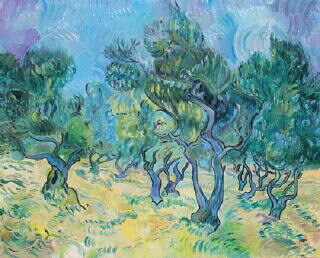 Oliveraie en Provence aux troncs tordus ciel bleu et sol jaune hommage Van Gogh